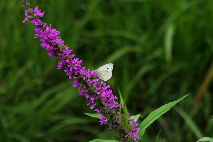 Pieris brassicae?